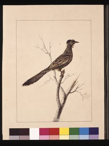 Sayfa 17. Wattled Arı Yiyen. Şimdi Red Wattle olarak bilinen kuş, c.1789-90 (suluboya) by Sarah Stone
