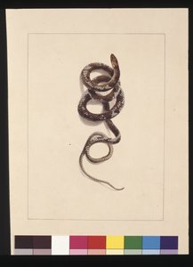 Sayfa 20. Yılan No.1. Şimdi Kahverengi Yılan olarak biliniyor, c.1789-90 (suluboya)