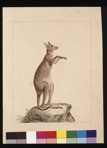 Sayfa 22. Bir Kanguru. Şimdi bir Kanguru olarak bilinir. Muhtemelen Charles Catton Junr, c.1789-90 (suluboya)