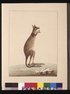 Sayfa 25. Bir Kanguru. Şimdi bir Kanguru olarak bilinir. Charles Catton Junr
