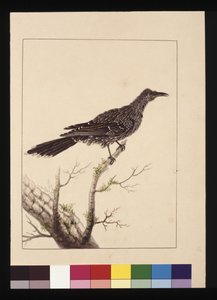 Sayfa 26. Wattled Bee Eater dişi. Şimdi Küçük Wattle kuşu olarak bilinir, c.1789-90 (suluboya) by Sarah Stone