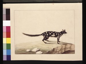 Sayfa 28. Bir Tapoa Tafası. Şimdi bir Dasyurus quoll olarak bilinir. Charles Catton Junr