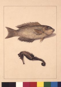 Sayfa 2. Cyprinaceous Labrus ve Hipokampus. Şimdi Wrasse veya Parrot, balık ve Deniz atı olarak bilinir, c.1789-90 (suluboya)