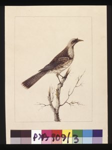 Sayfa 3. Düğme, Önlü Arı Yiyen: İmzalı l.c. Sarah Smith. Şimdi bir Friar kuşu olarak biliniyor, c.1789-90 (suluboya) by Sarah Stone