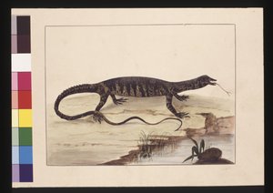 Sayfa 6. Alacalı Kertenkele. Şimdi Goanna olarak biliniyor, c.1789-90 (suluboya)