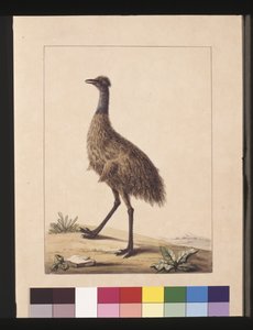 Sayfa 7. New Holland Cassowary. Şimdi bir Emu olarak bilinir, c.1789-90 (suluboya)