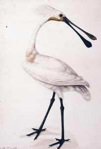 Kaşıkçı, 1777