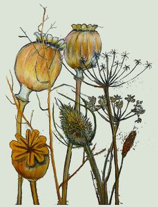 Kurutulmuş tohum kafaları,2019 (mürekkep monoprint) by Sarah Thompson Engels