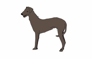 Hound,2018,(dijital çizim) by Sarah Thompson Engels