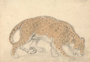 Bir leoparın incelenmesi by Sawrey Gilpin