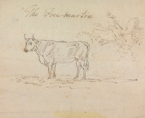 Serbest Martin by Sawrey Gilpin