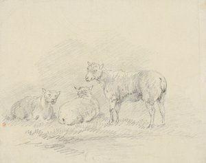 Üç Koyun by Sawrey Gilpin