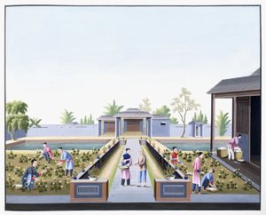 Pamuğu Toplama, c.1800 (ağır doğal kağıt üzerine guaj çizimleri) by School Chinese