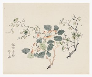 On Bambu Serisi by School Chinese