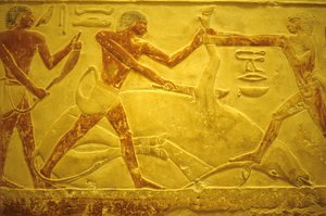Antik Mısır, Duvar oyma/resim, Mastaba/Idout Mezarı, Saqqara, MÖ 2323-2150, Kurban edilmek üzere kesilen boğa (fotoğraf) by School Egyptian