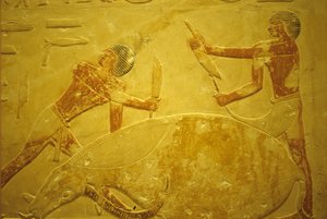 Antik Mısır, Duvar oyma/resim, Mastaba/Idout Mezarı, Saqqara, MÖ 2323-2150, Kurban edilmek üzere kesilen boğa (fotoğraf) by School Egyptian