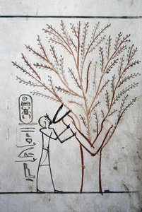 Luxor, Thebes: Krallar Vadisi. Thutmosis#39;in Mezarı (Tuthmosis veya Thutmes) III (-1504 - -1450), Mısır Firavunu. by School Egyptian