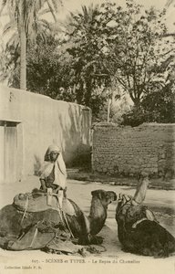 Le Repos du Chamelier, c.1890-1914 (s / b fotoğraf) by School French