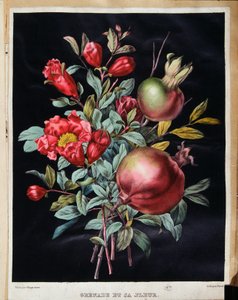 Nar ve çiçeği - botanik tahtası by School French
