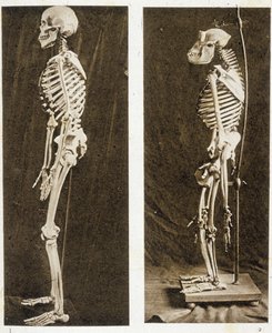 Bir İnsan ve Şempanze İskeletleri (s/b fotoğraf)