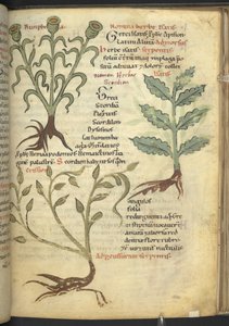 Harley 4986 f.23 Nymphia; Isatis; Kriz, 