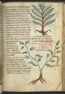 Harley 4986, f.39 Salatalık; Esrar, 
