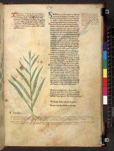 Egerton 747 Tractatus de otlar (Bitkisel) c.1280-1310 (parşömen üzerine mürekkep ve renk) by School Italian