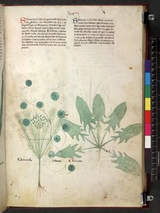 Egerton 747 Tractatus de otlar (Bitkisel) c.1280-1310 (parşömen üzerine mürekkep ve renk) by School Italian