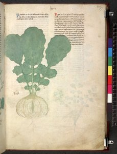 Egerton 747 Tractatus de otlar (Bitkisel) c.1280-1310 (parşömen üzerine mürekkep ve renk) by School Italian