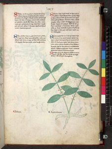 Egerton 747 Tractatus de otlar (Bitkisel) c.1280-1310 (parşömen üzerine mürekkep ve renk) by School Italian