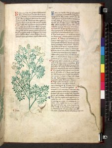 Egerton 747 Tractatus de otlar (Bitkisel) c.1280-1310 (parşömen üzerine mürekkep ve renk) by School Italian