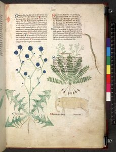 Egerton 747 Tractatus de otlar (Bitkisel) c.1280-1310 (parşömen üzerine mürekkep ve renk) by School Italian