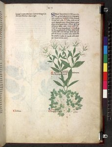 Egerton 747 Tractatus de otlar (Bitkisel) c.1280-1310 (parşömen üzerine mürekkep ve renk) by School Italian
