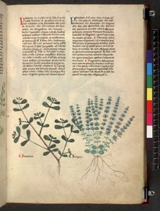 Egerton 747 Tractatus de otlar (Bitkisel) c.1280-1310 (parşömen üzerine mürekkep ve renk) by School Italian