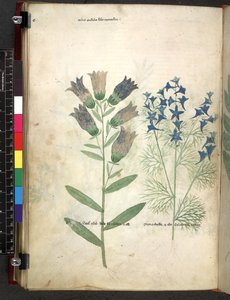 Egerton 747 Tractatus de otlar (Bitkisel) c.1280-1310 (parşömen üzerine mürekkep ve renk) by School Italian