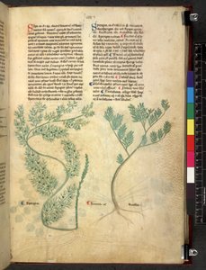 Egerton 747 Tractatus de otlar (Bitkisel) c.1280-1310 (parşömen üzerine mürekkep ve renk) by School Italian