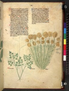 Egerton 747 Tractatus de otlar (Bitkisel) c.1280-1310 (parşömen üzerine mürekkep ve renk) by School Italian