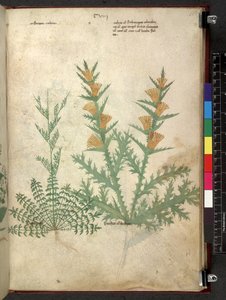 Egerton 747 Tractatus de otlar (Bitkisel) c.1280-1310 (parşömen üzerine mürekkep ve renk) by School Italian