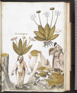 Harley MS 3736 f.59r Giovanni Cadamosto
