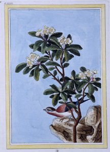 Kuş - Japonca baskı by Japanese School