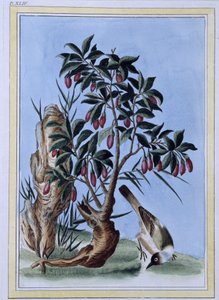 Kuş - Japonca baskı by Japanese School