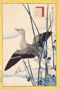 Vahşi ördek by School Japanese