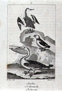 A History of the Earth and Animated Nature