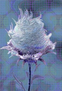 Ahşap Avens4, 2019 by Scott J. Davis
