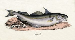 Bir Haddock Antik Baskı by Scottish School