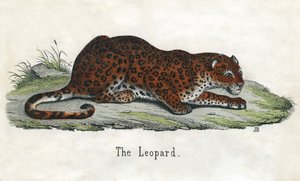Bir Afrika Leoparının Antik Baskısı by Scottish School