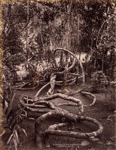 Peradeniya Bahçelerinde Bir Creeper, Seylan