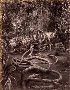 Peradeniya Bahçelerinde Bir Creeper, Seylan, c. 1880.