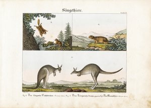 Egzotik Memeliler: Uçan Sincap, Kanguru ve Marmot by Senior Meyer
