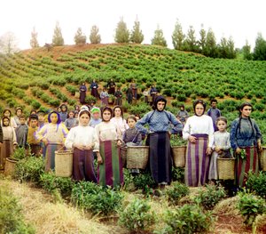 Bir grup genç Yunanlı kadın ve çocuk çay toplarken, Chakva, Rus İmparatorluğu, 1905 ve 1915 yılları arasında